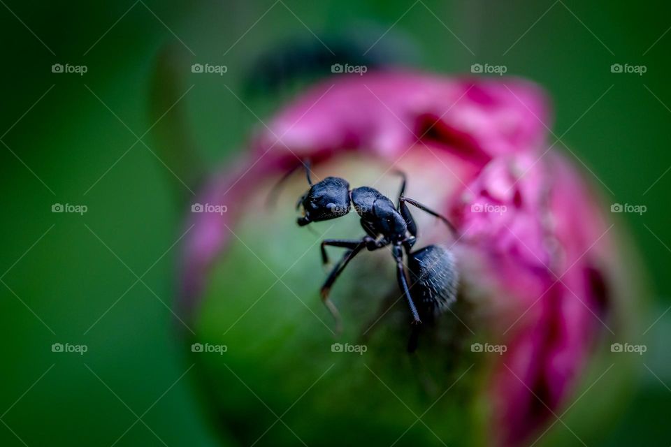 Ant on a flower bud