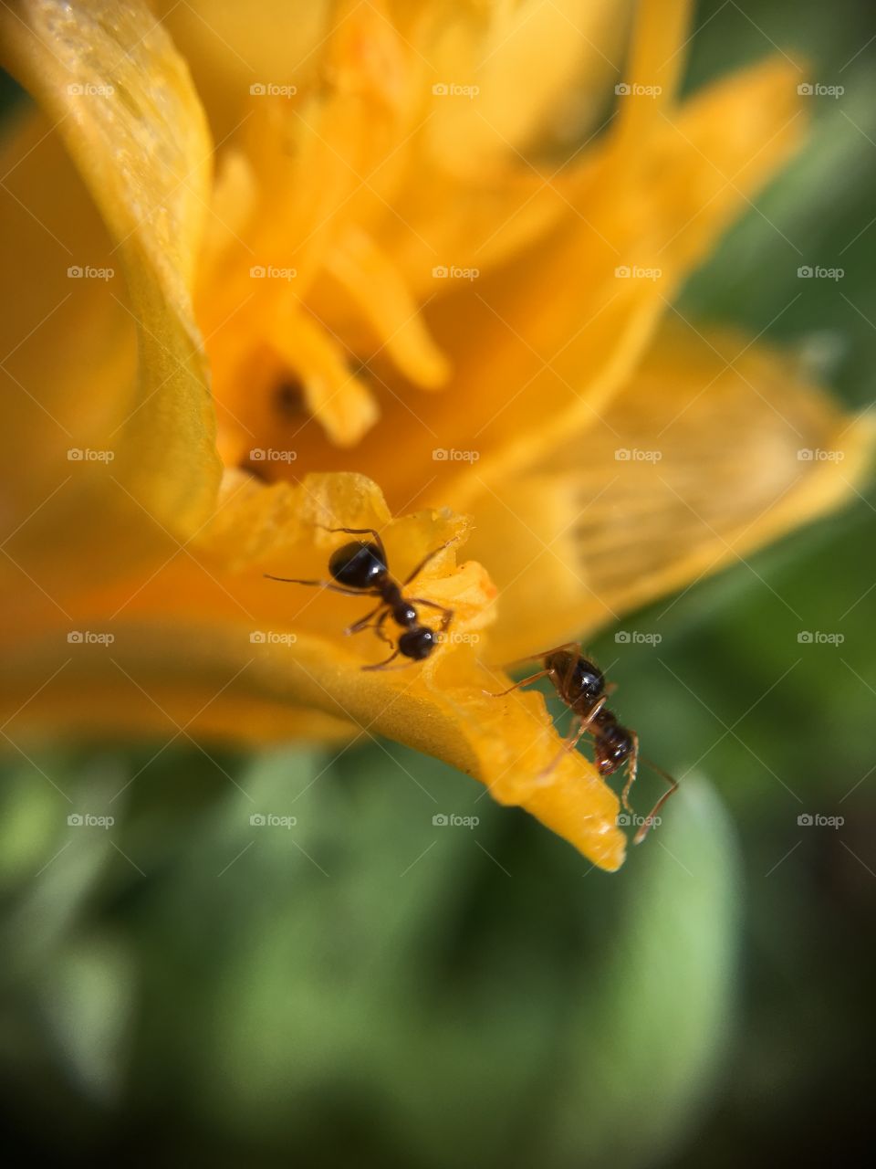 Working ants on flower petal