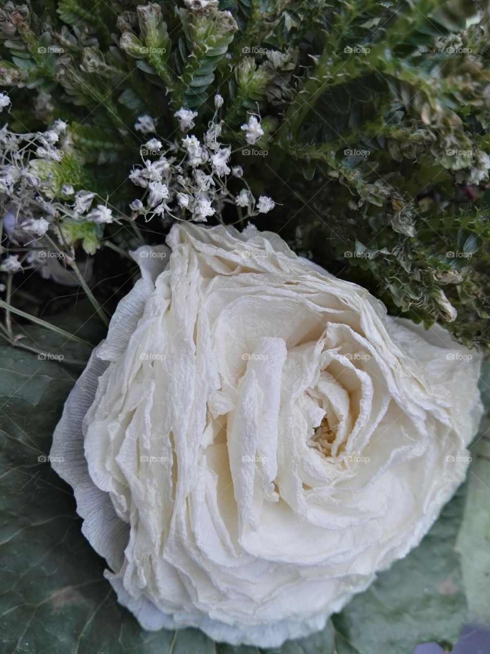 wizened white rose