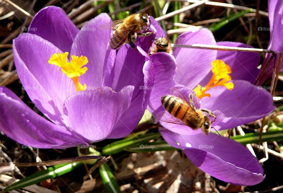 Bees in crocus 