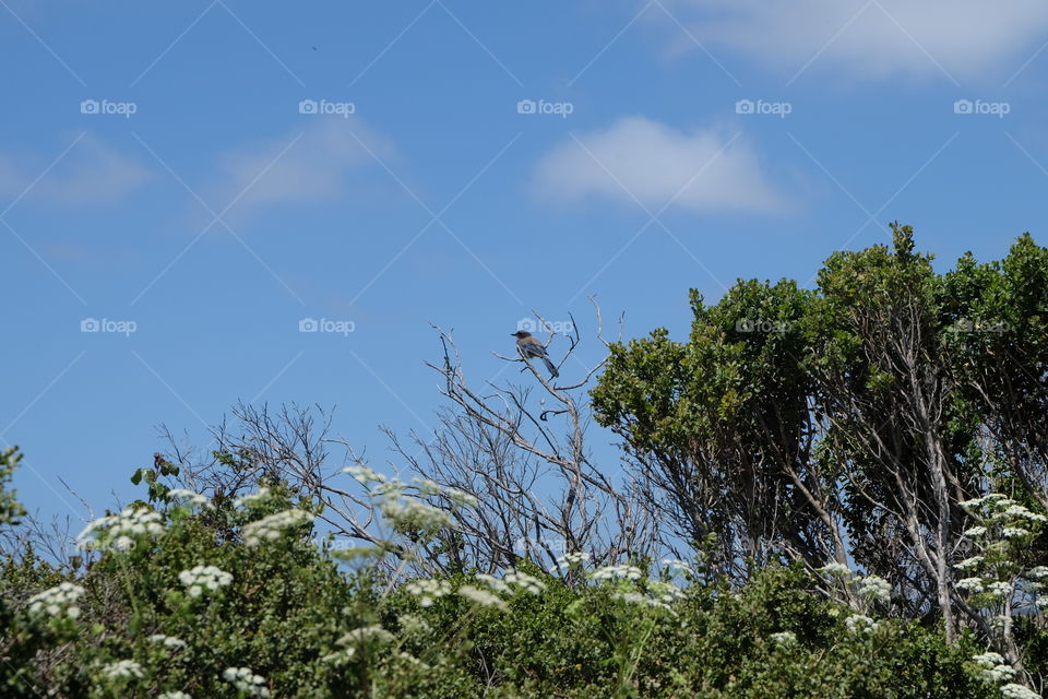 Bird in the bushes during summer time