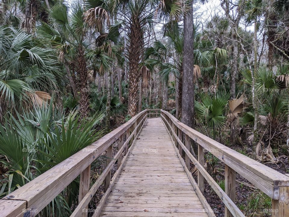 walkway over a swamp on a hiking trail