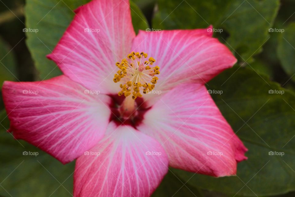 Hibiscus