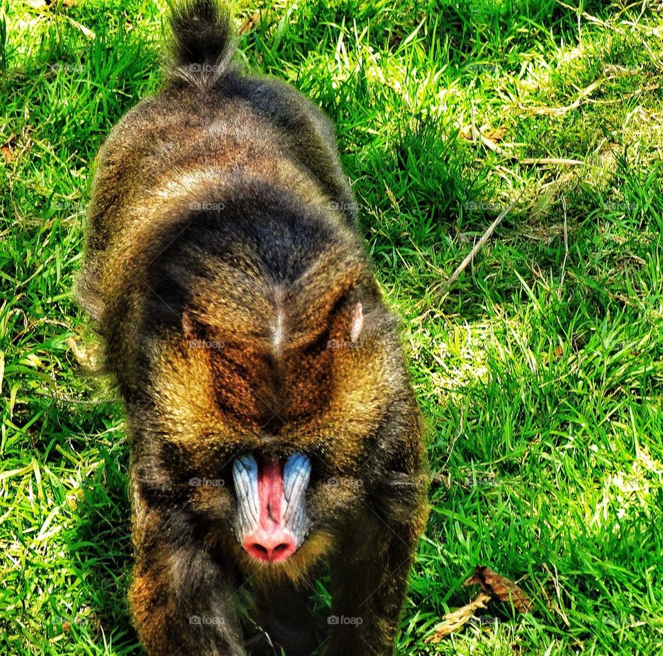 Mandrill primate