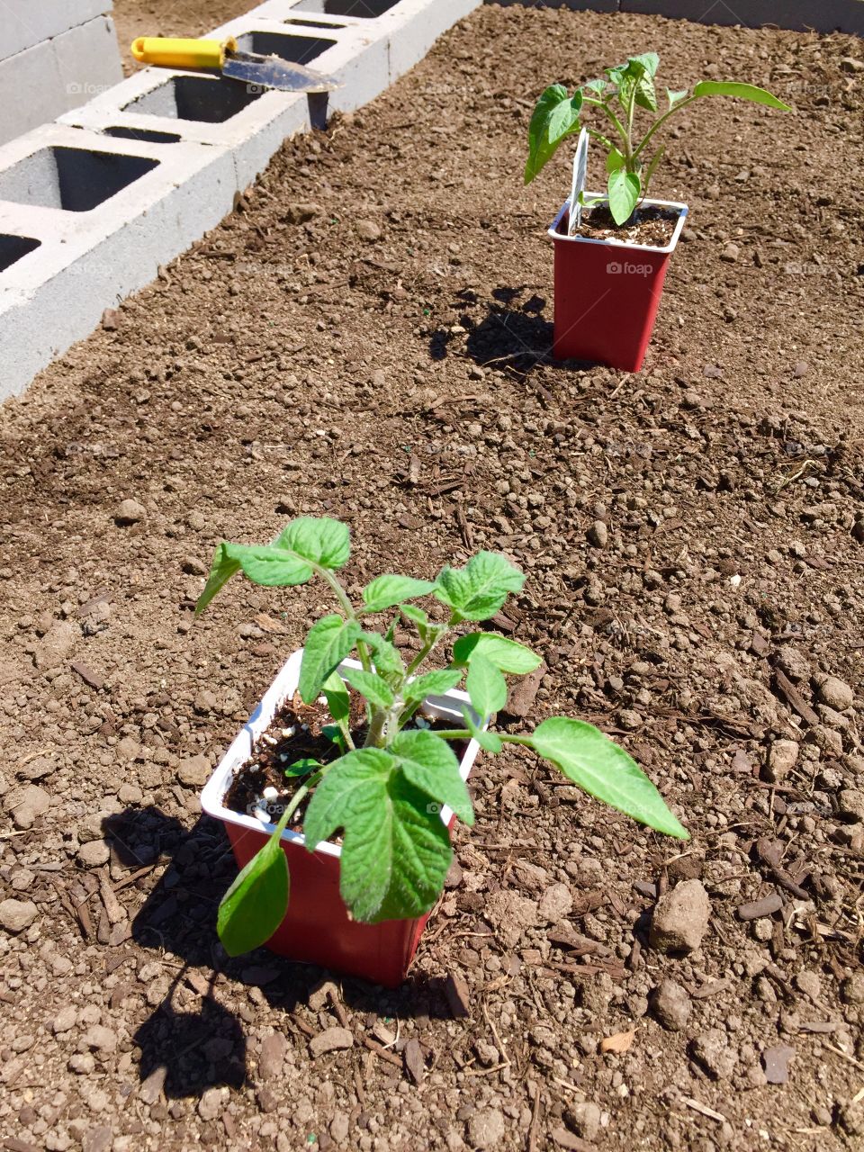 Tomato plants ready for planting in a raised garden bed