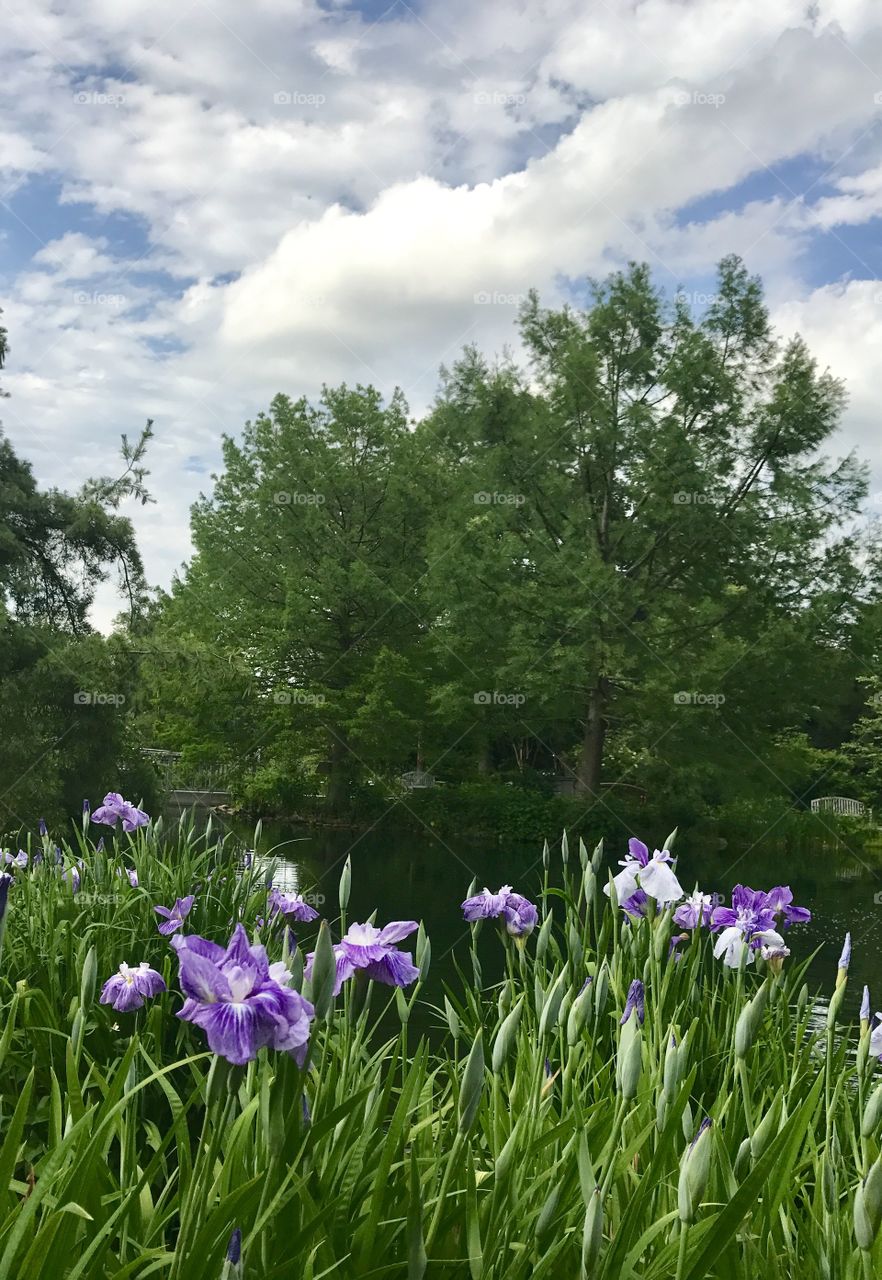 Irises, Trees & Sky