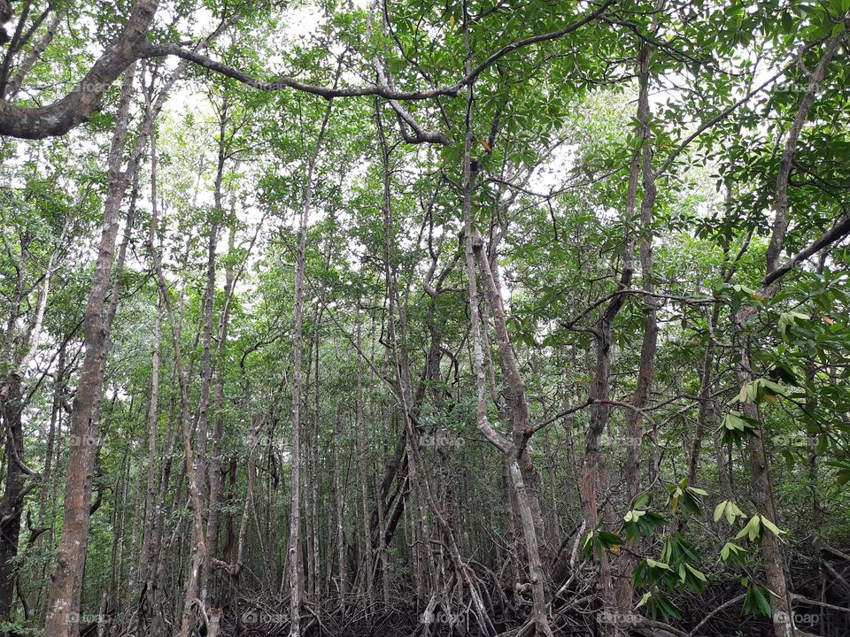Forests that are still dense in the interior of Kalimantan, Indonesia