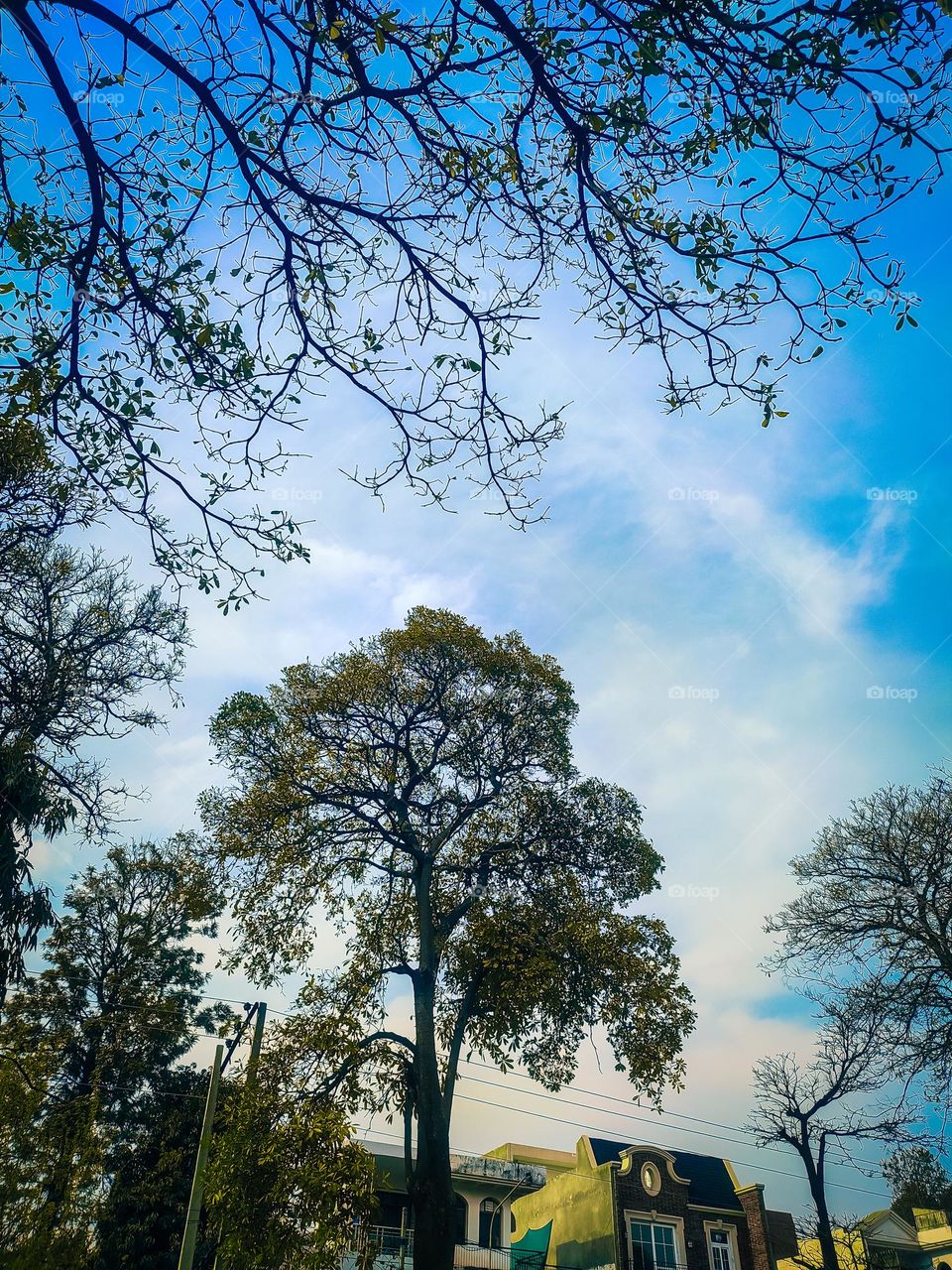 beautiful trees touching blue sky