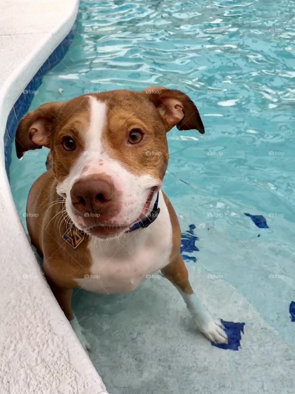 Beautiful rescue pitbull swimming in the pool