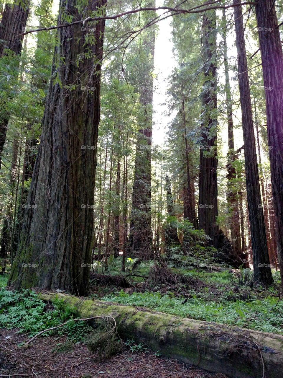 avenue of the Giants