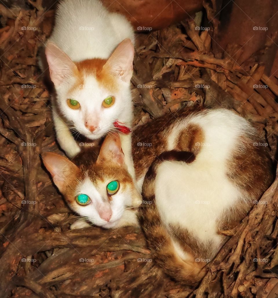 The green eyed cats