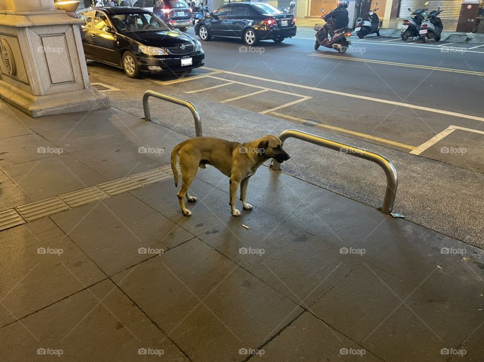 A stray dog stands on the middle of the sidewalk. Cars and scooters drive behind him. It is nighttime. 