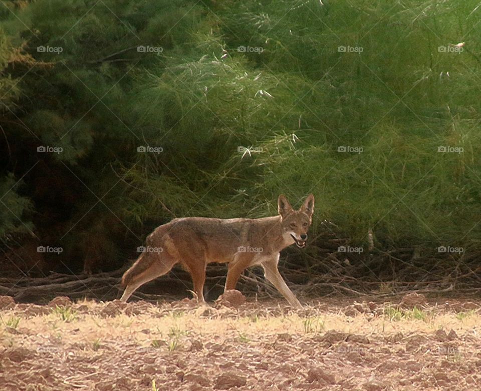 Coyote in Arizona Desert