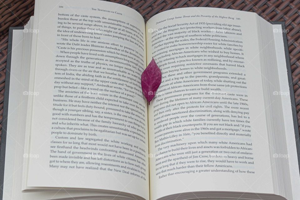 red leaf in a book