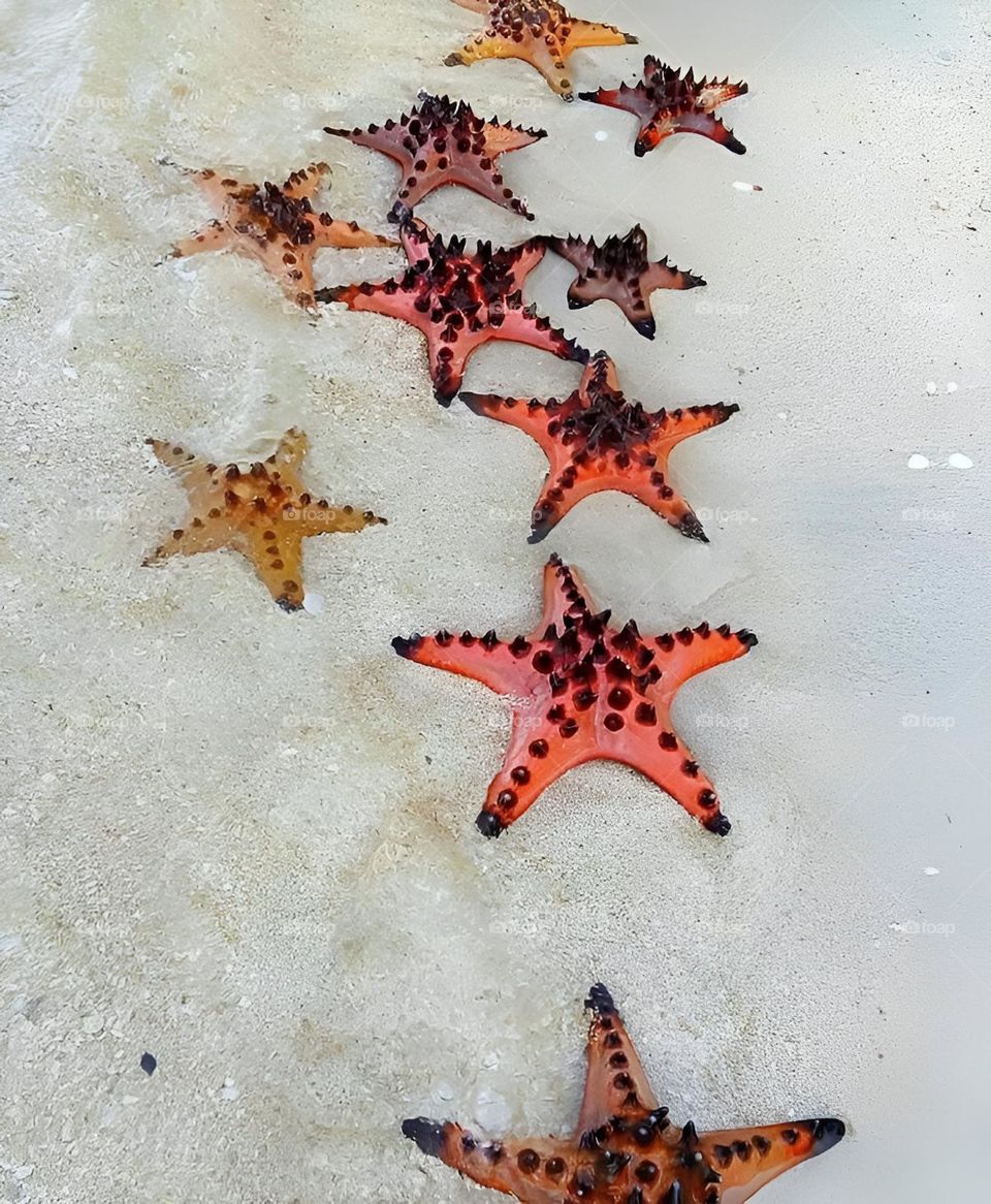 Starfish on white sand. 
