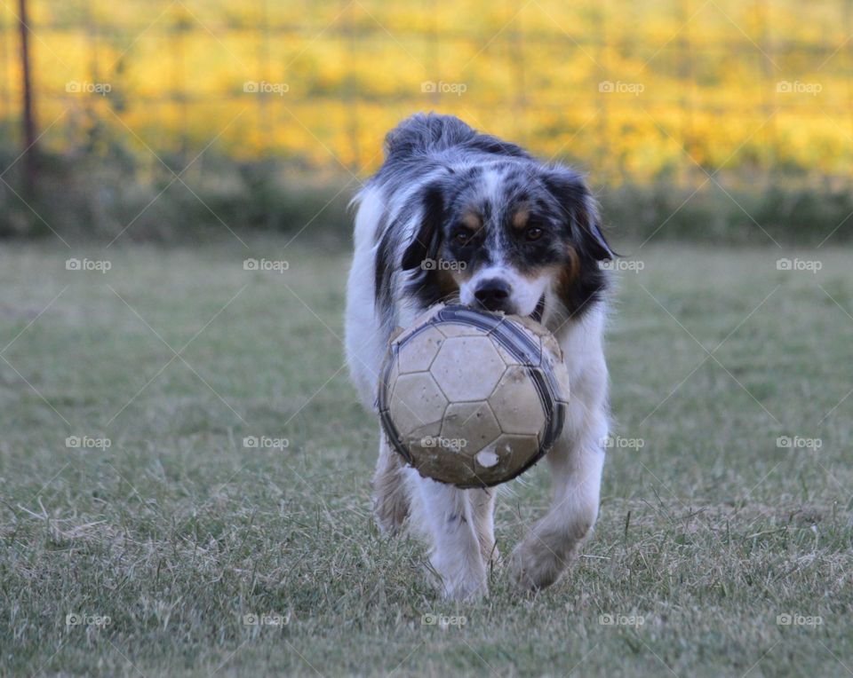 Our energetic dog named Trigger, the Miniature Australian Shepherd. 