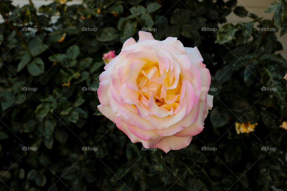 Multicolored rose
