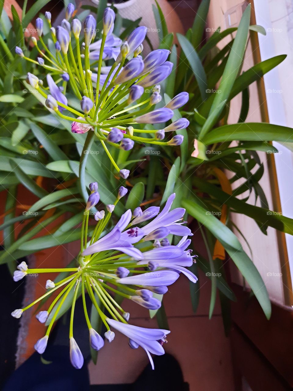 blooming  blue agapanthus flowers in early morning