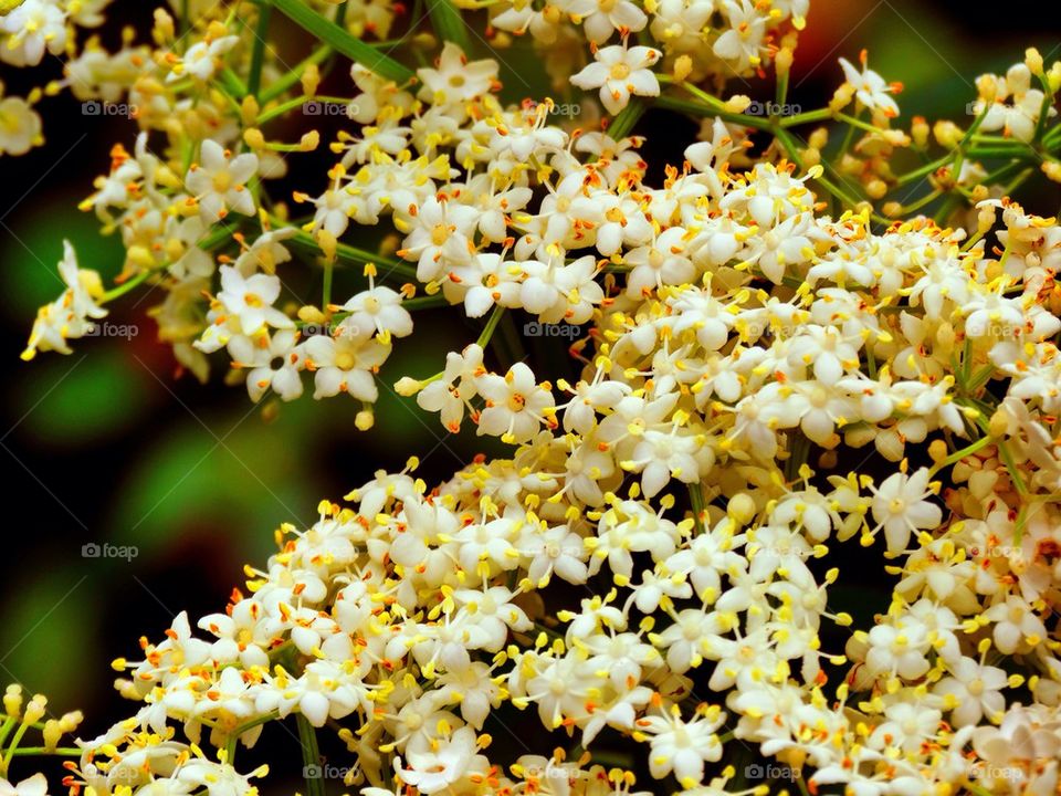 Little White Flowers