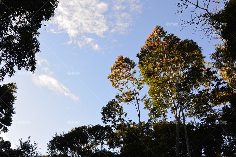 Amazon forest