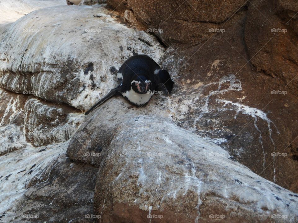Penguin in a zoo in Spain