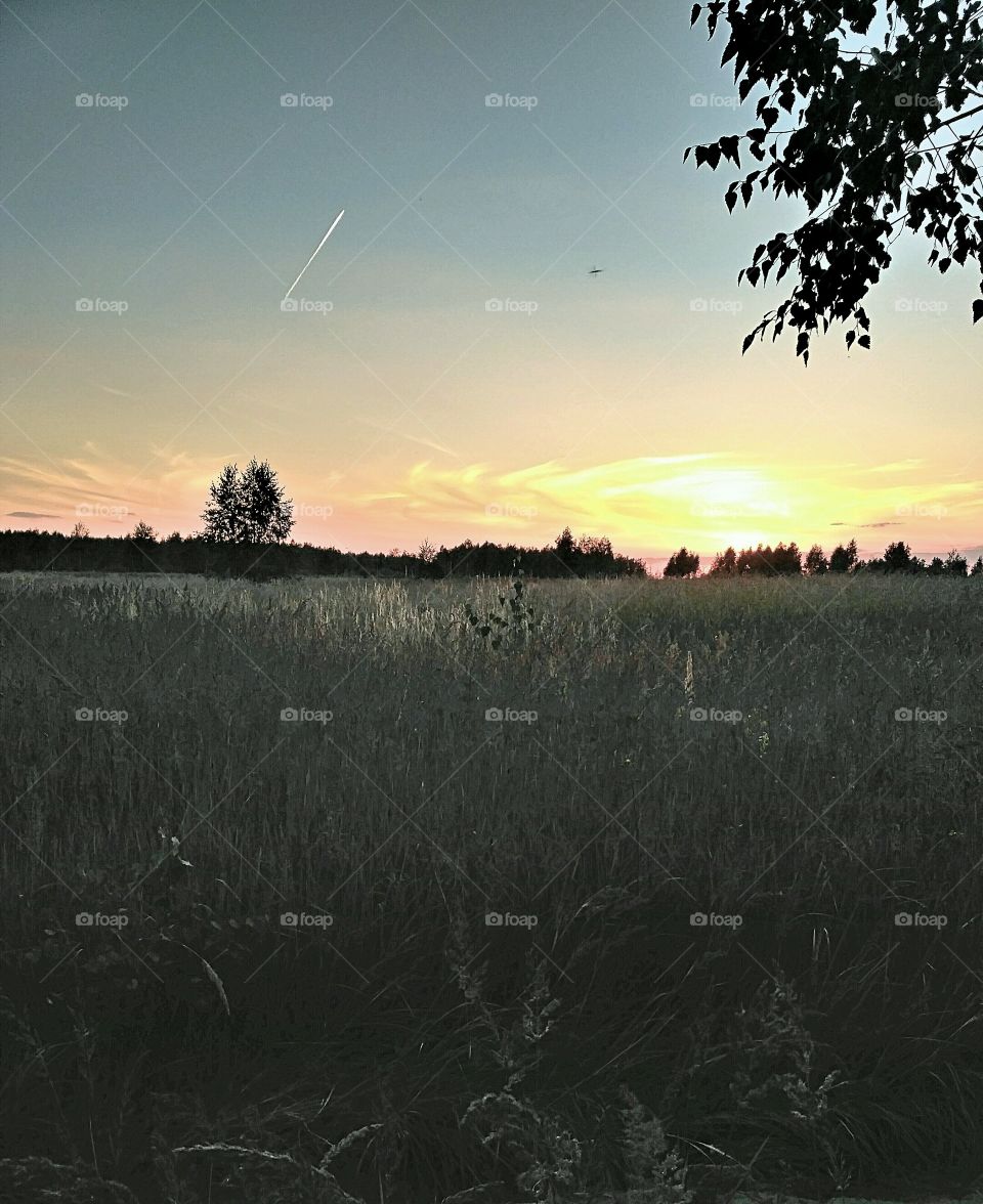 Летний вечер, закат над лесом, одинокая берёза в поле, белый след самолёта в синим небе, оранжевое, заходящее солнце.