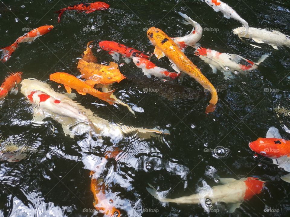 Fancy​ carp​ koi fish​