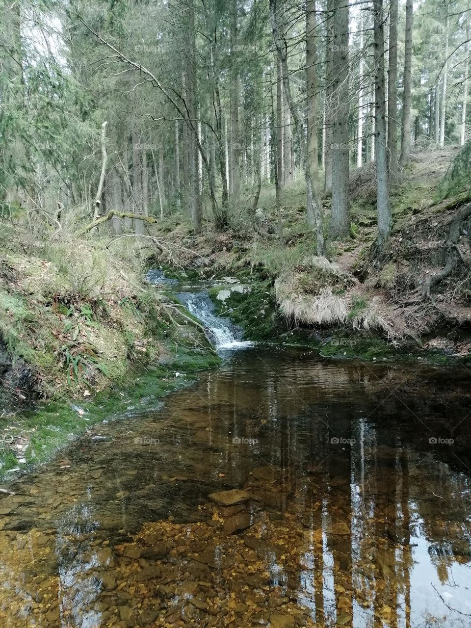 streams, forest, trees