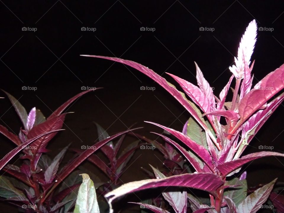 Close-up of a decorative plant at night