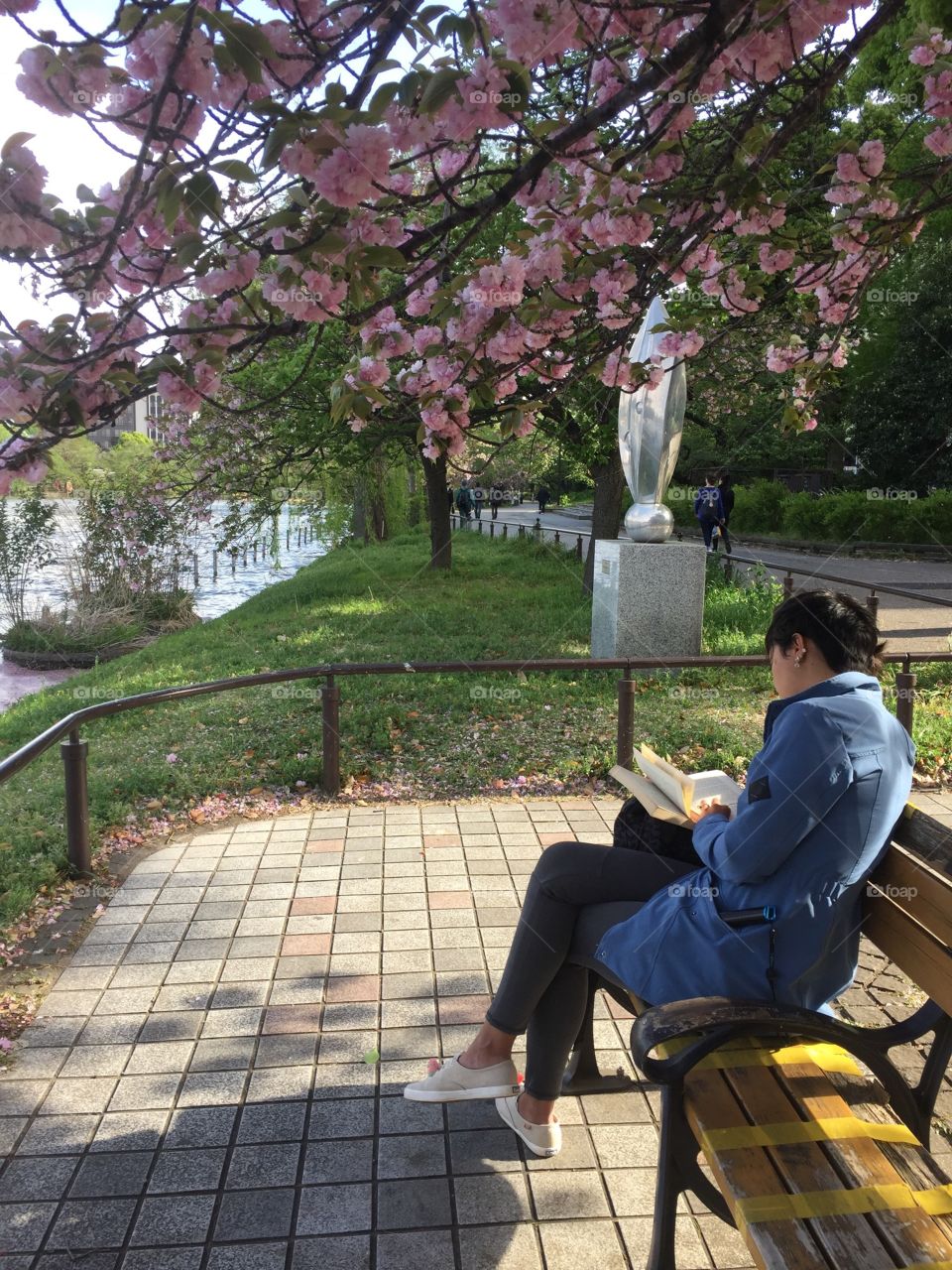 Enjoying a book under the cherry blossom
