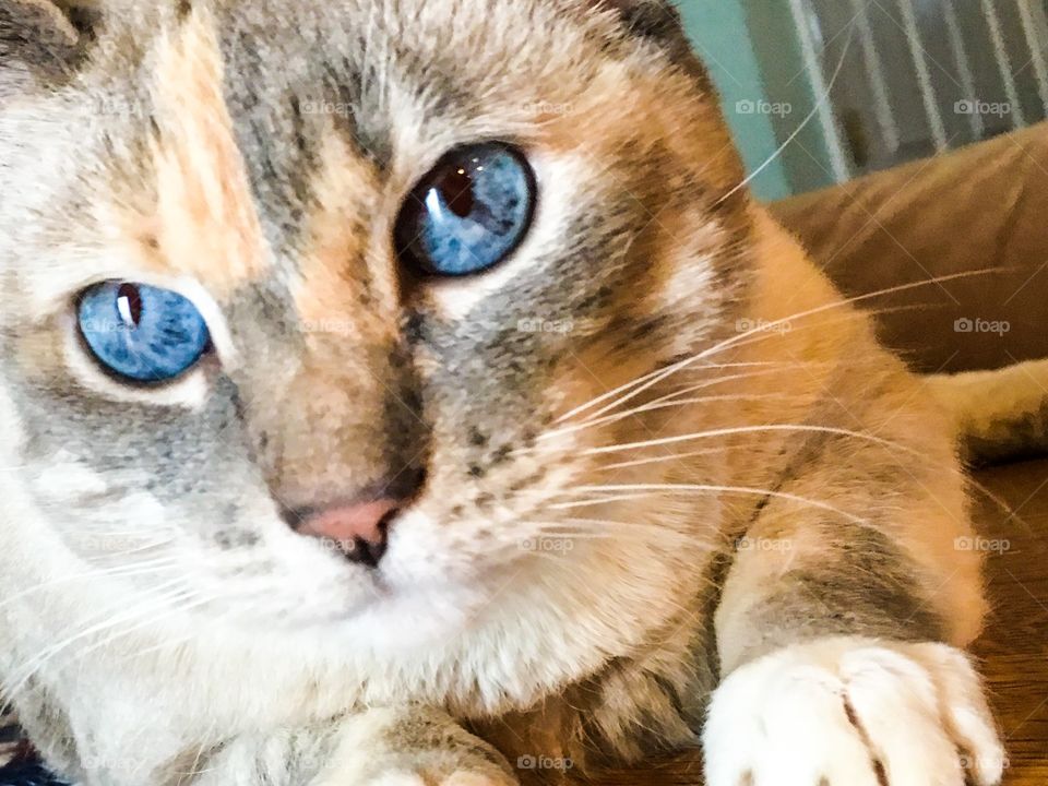 Blue eyed cat closeup face