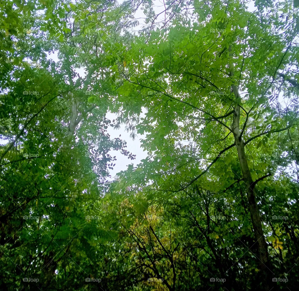 forest
