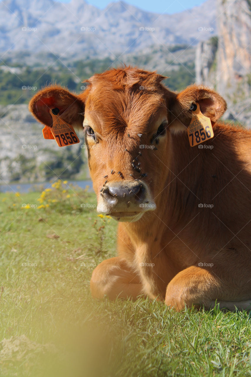 cows of Asturias