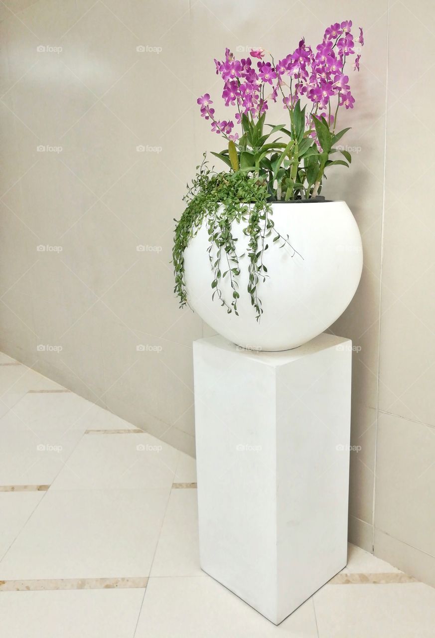 Beautiful orchid in white and modern flower pot.