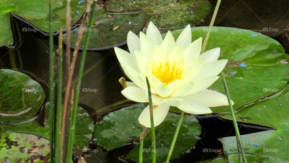 Lotus Flower