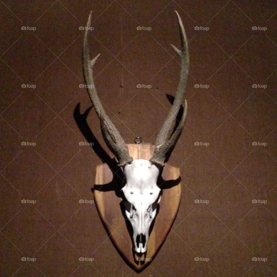 Hanging deer skull