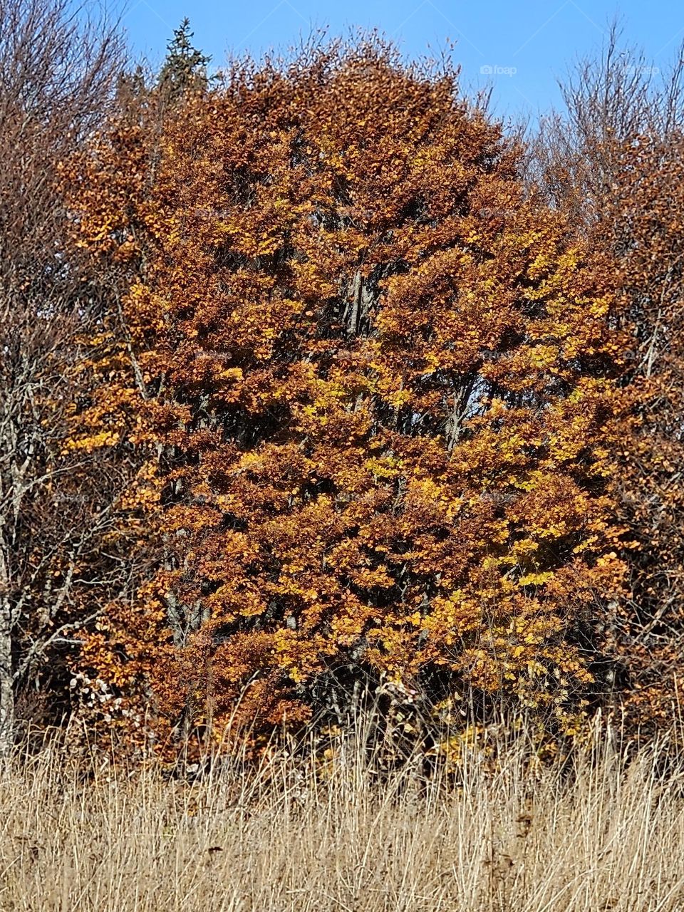 Wings of autumn in yellow and orange