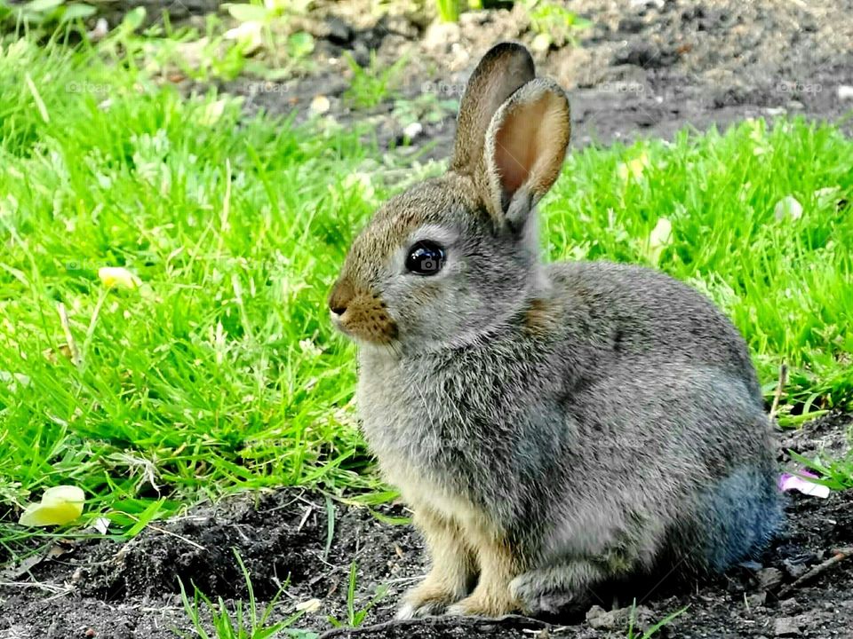 Wild bunny