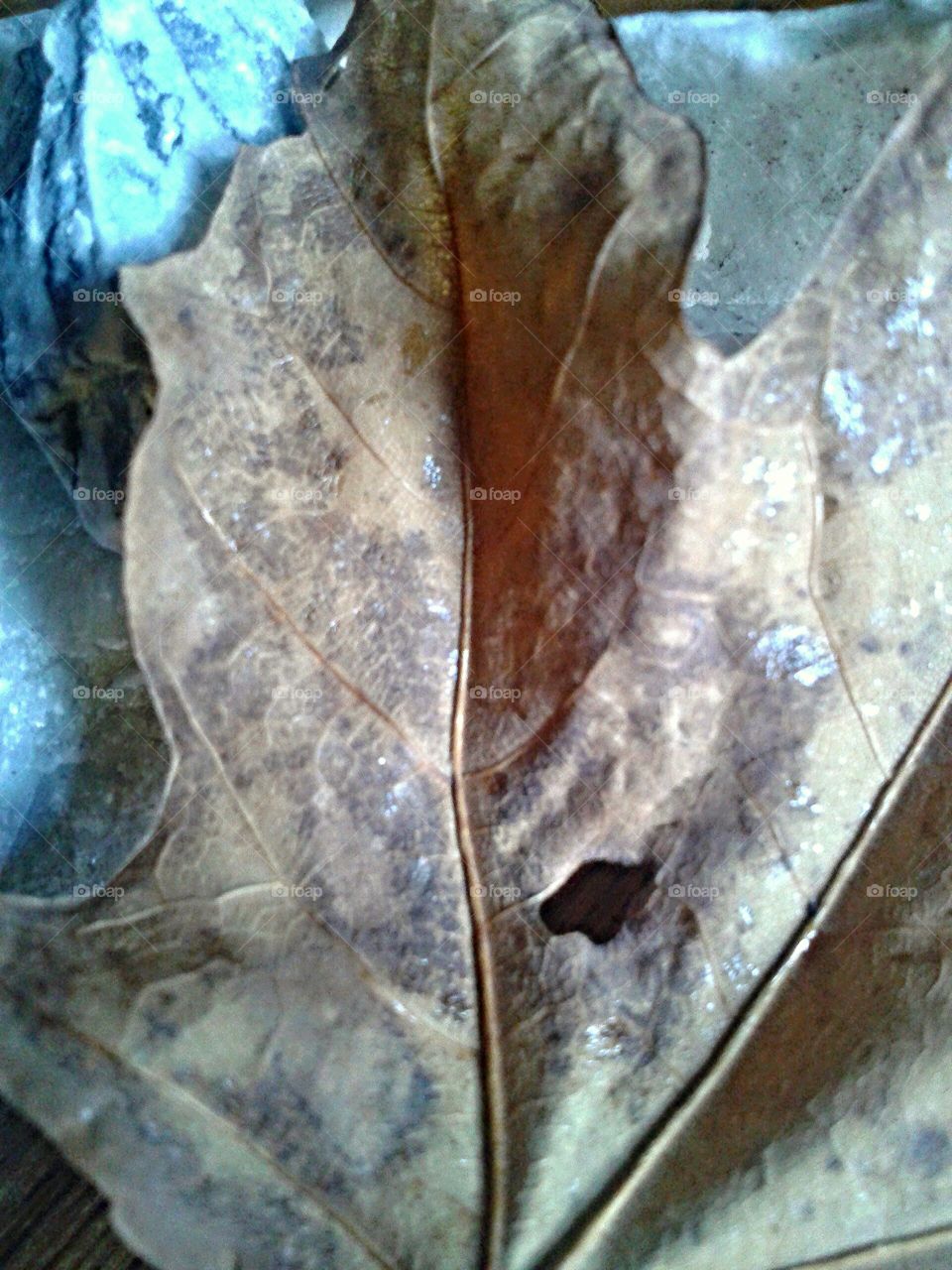 Leaf texture. Dried but shows character.