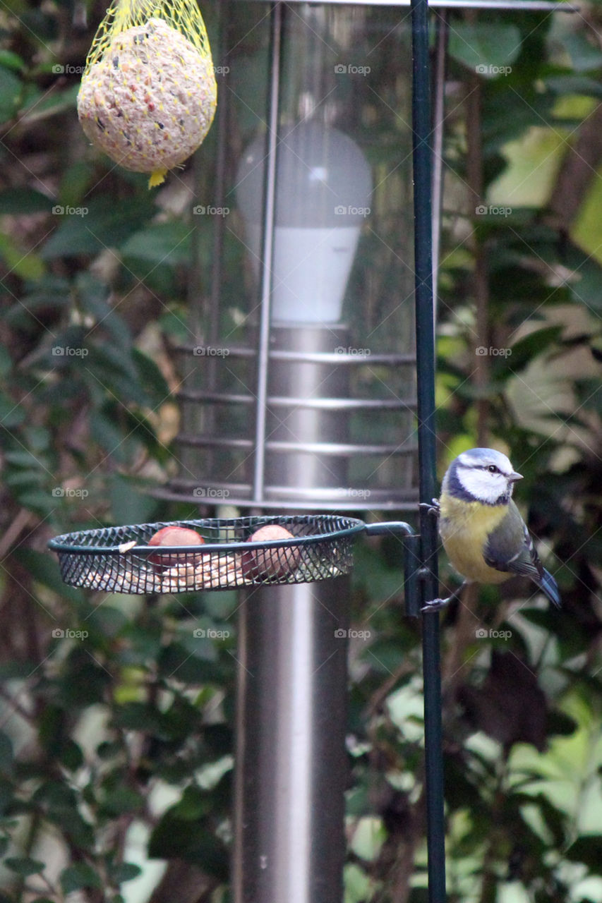 Blue tit