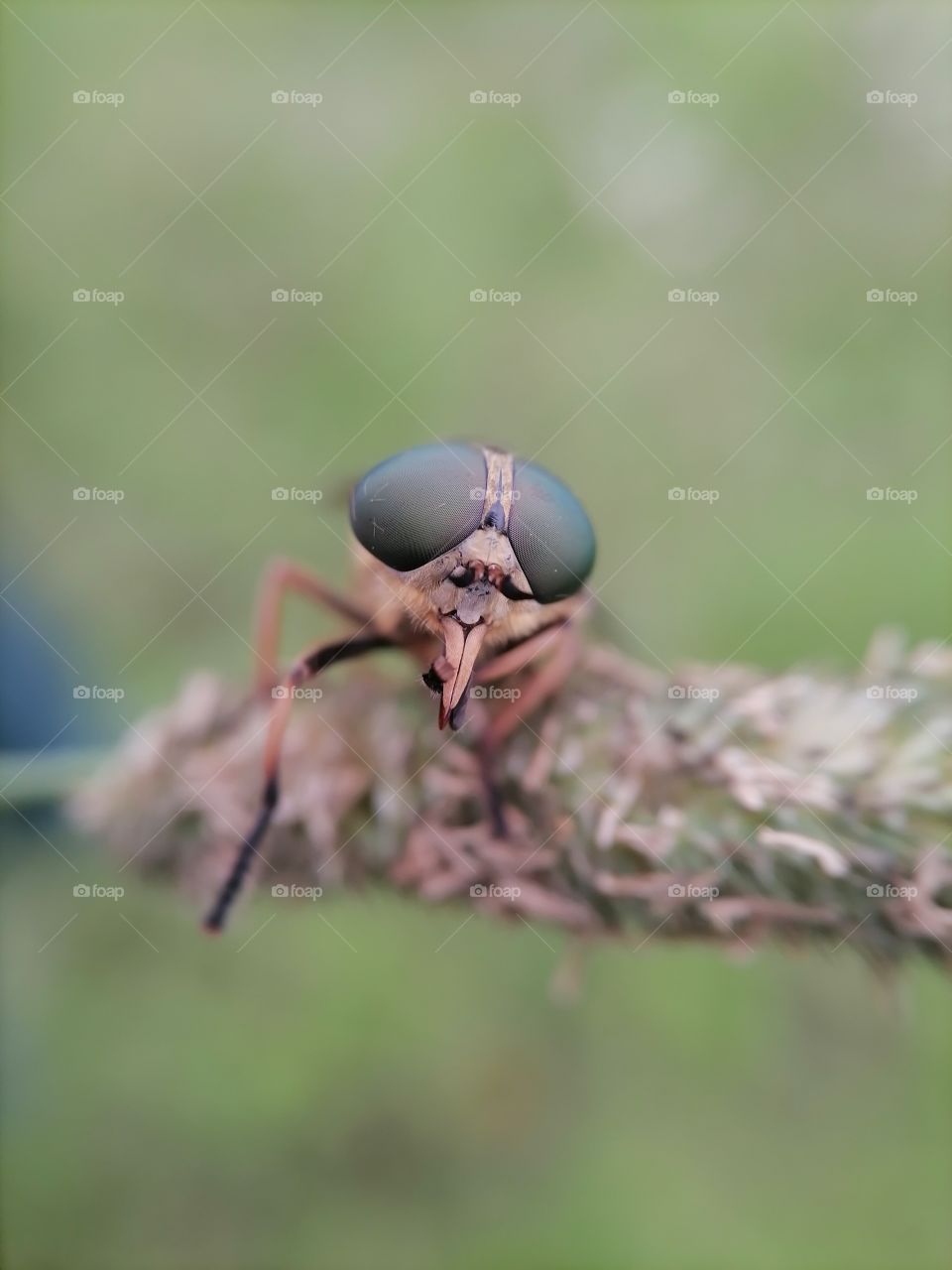 Insects, flies fly, fly eyes, faceted, Wings, fly top view, gadfly, macro shots, macro photos,