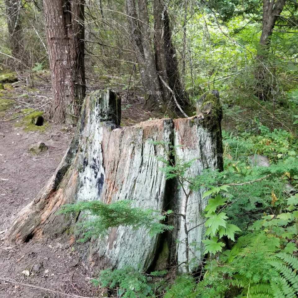 tree trunk and trunks in a forest with greenery