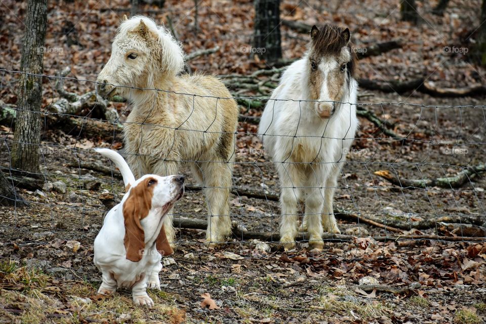 Close up view of dog