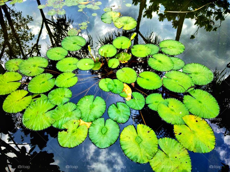 Lotus leaves in the pond.