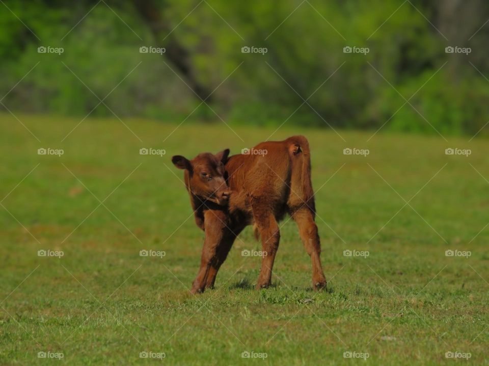 Spring Calf