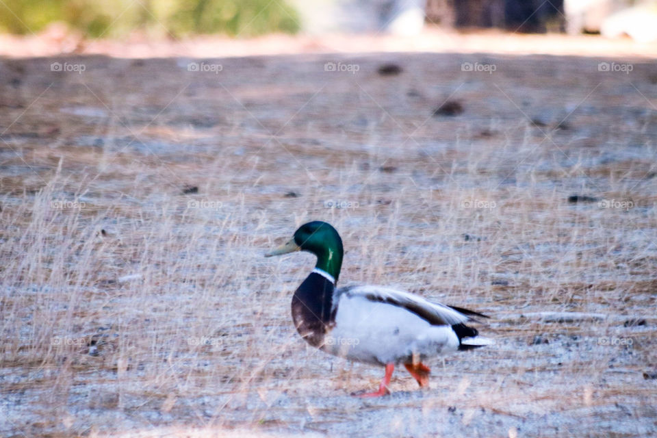 Mallard duck