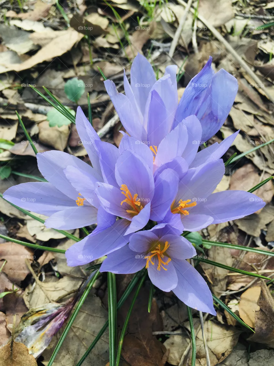 Wonderful Purple flowers 