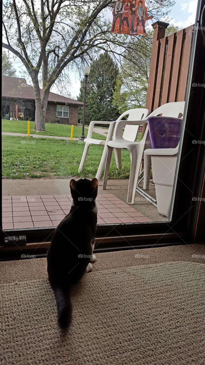 cat playing with window cling