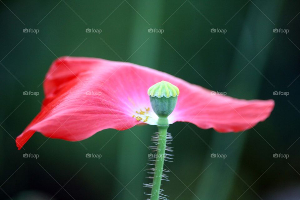 Poppy flower with one petal