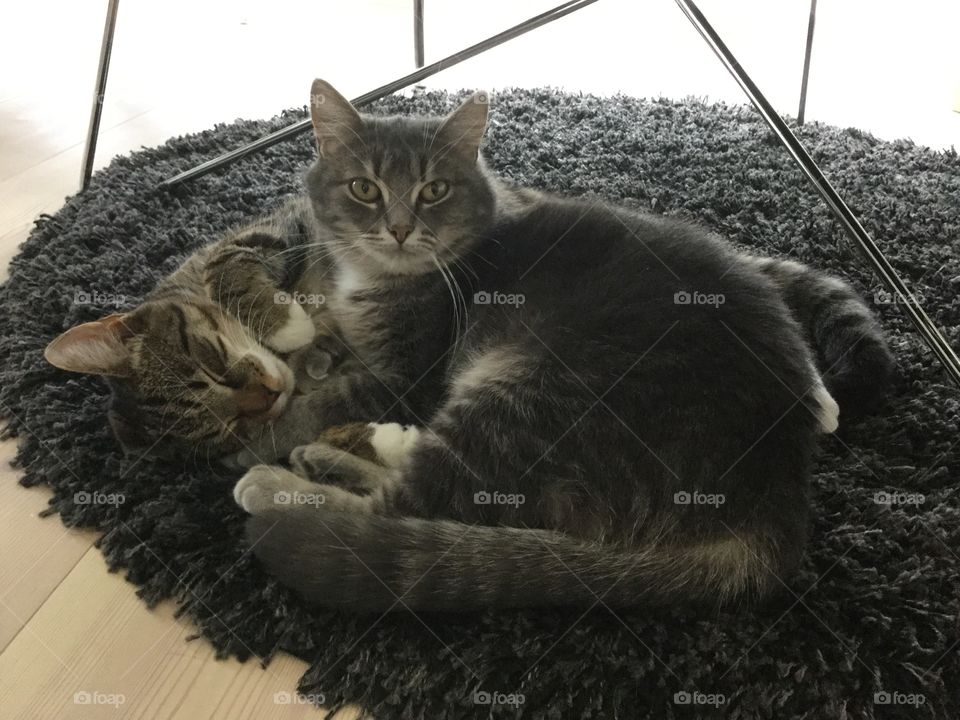 Two of our three cats Leo and Smulan. Both had a rough start living outdoors and not being cared for. We have adopted both cats and they are adorable both to people and to each other. 😻😻😻😻😻